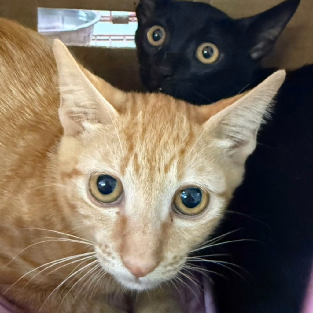 The cat, from the shelter's listing