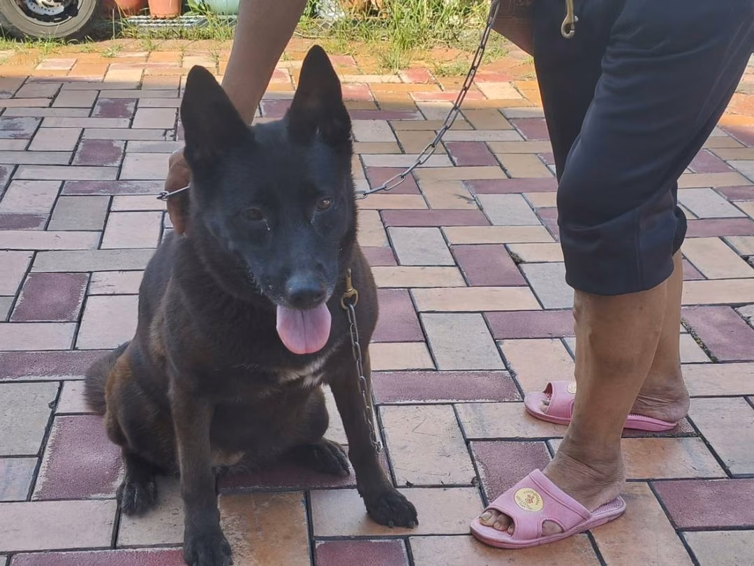 The dog, from the shelter's listing