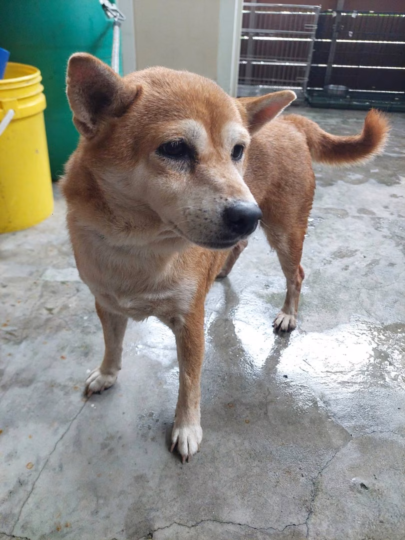 The dog, from the shelter's listing