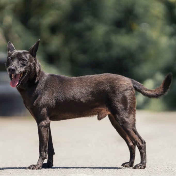 The dog, from the shelter's listing