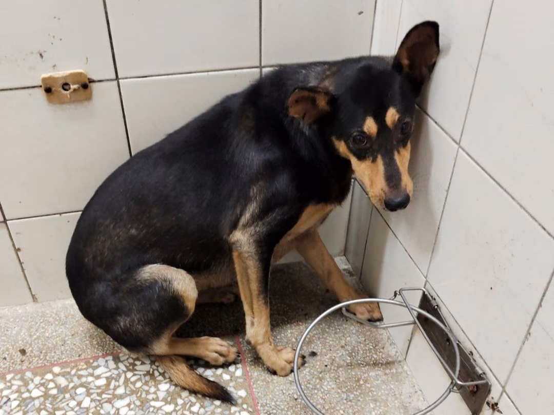 The dog, from the shelter's listing