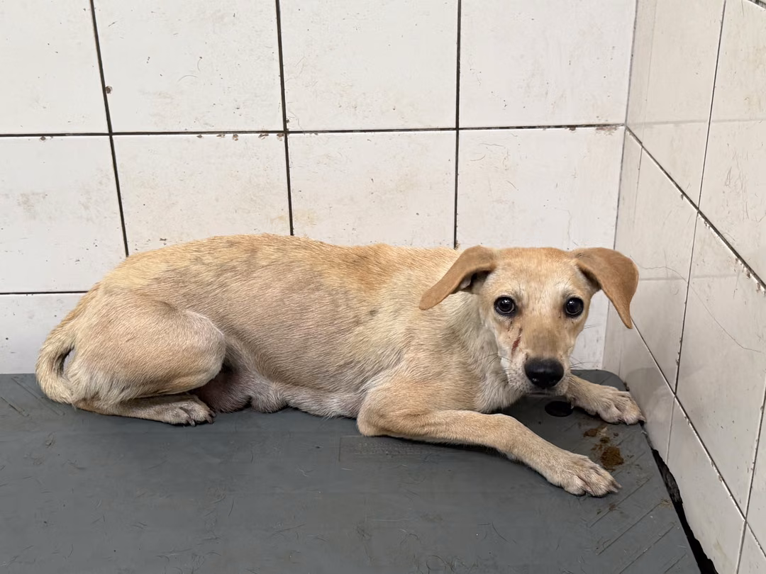The dog, from the shelter's listing