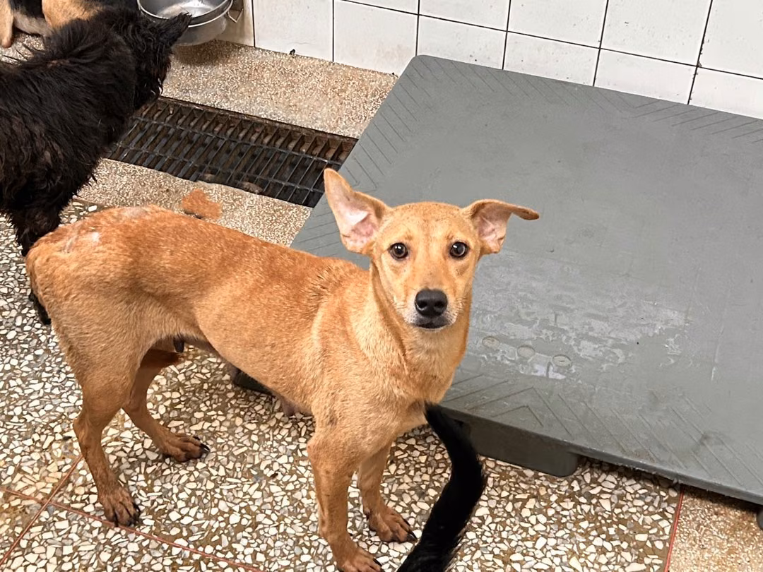 The dog, from the shelter's listing