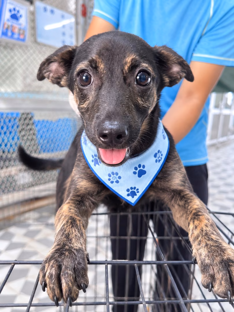 The dog, from the shelter's listing