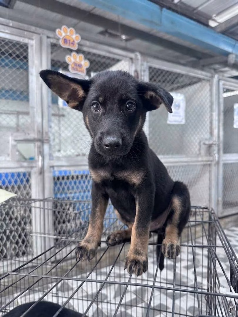 The dog, from the shelter's listing