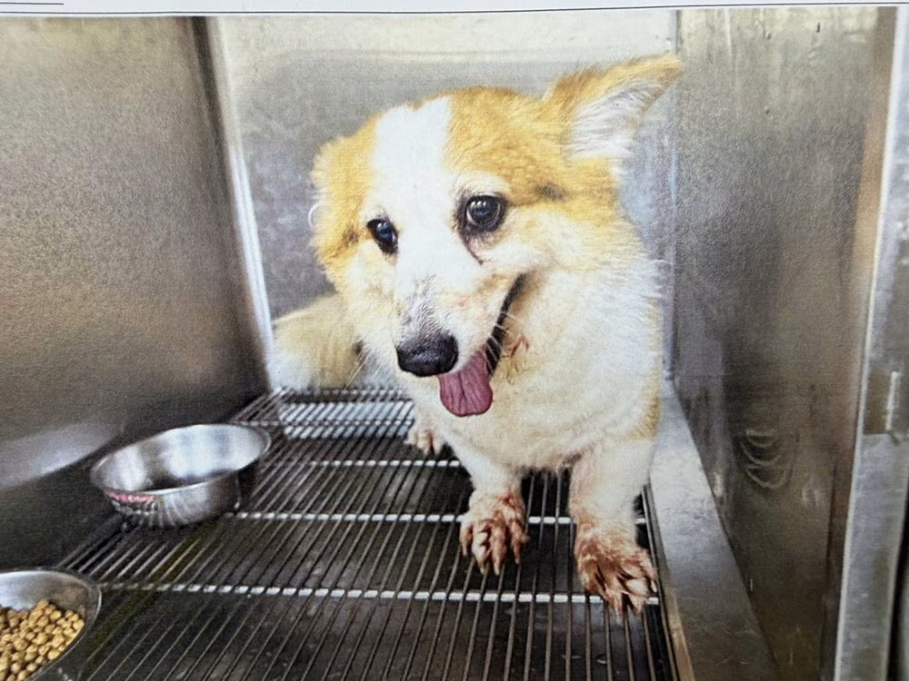 The dog, from the shelter's listing