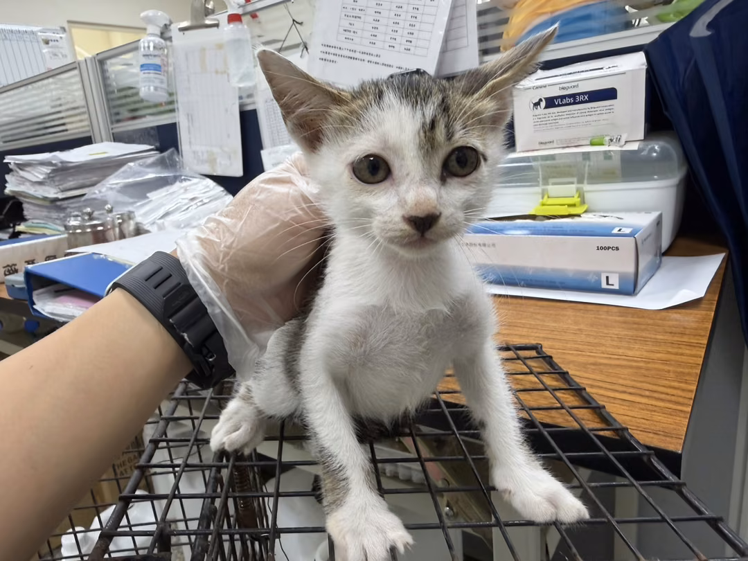 The cat, from the shelter's listing