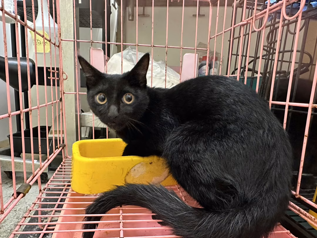 The cat, from the shelter's listing