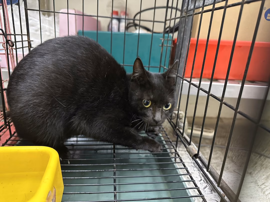 The cat, from the shelter's listing