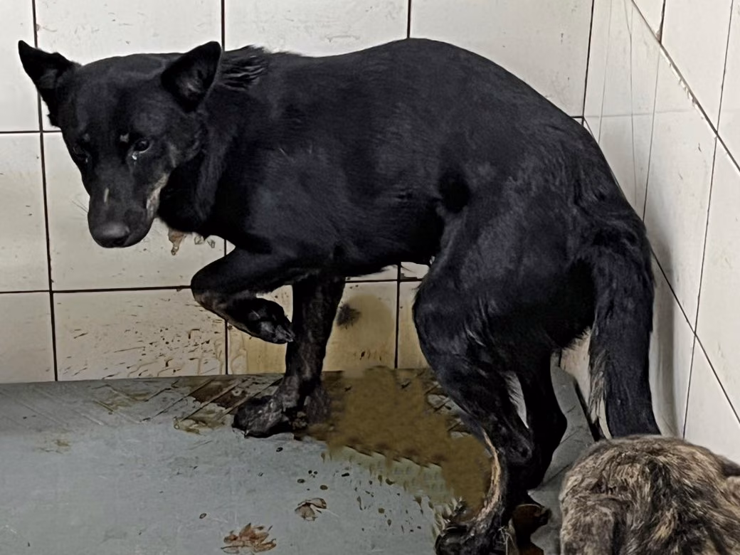 The dog, from the shelter's listing