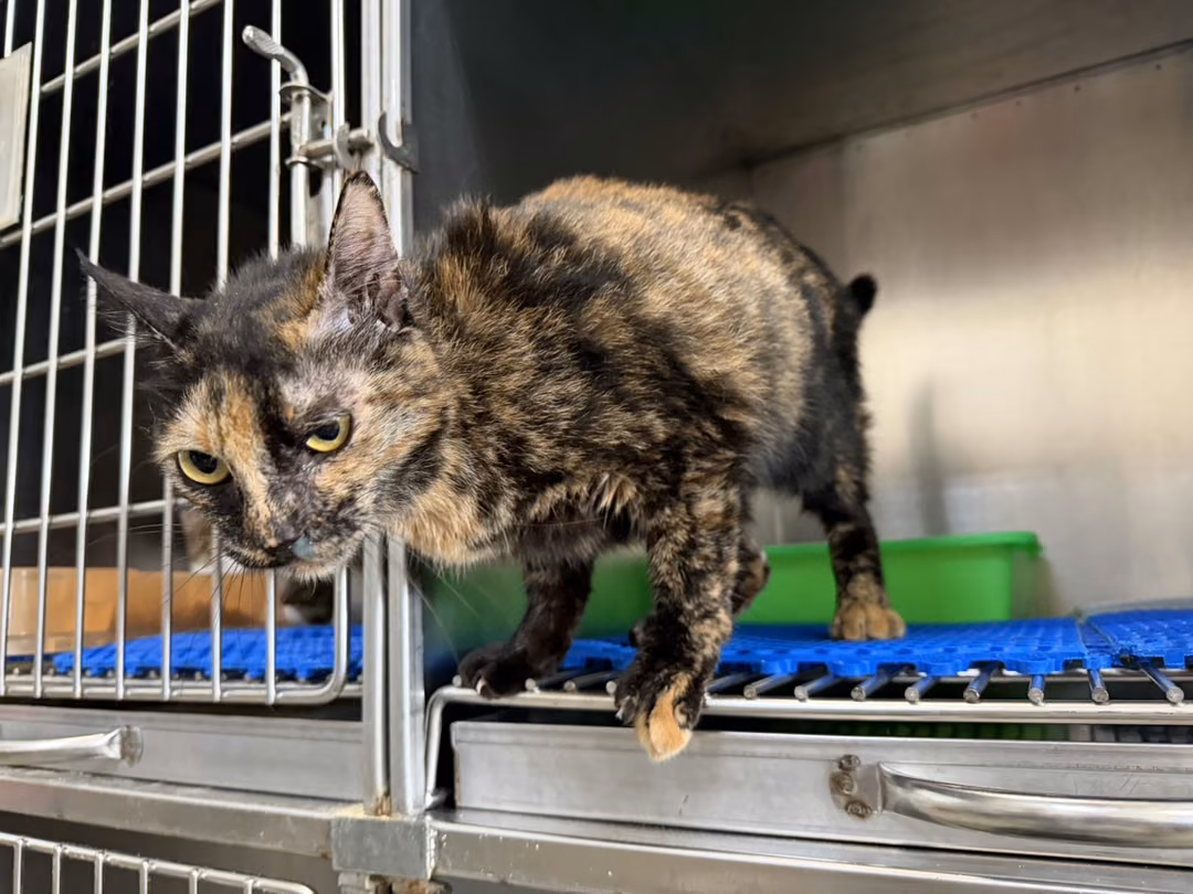 The cat, from the shelter's listing