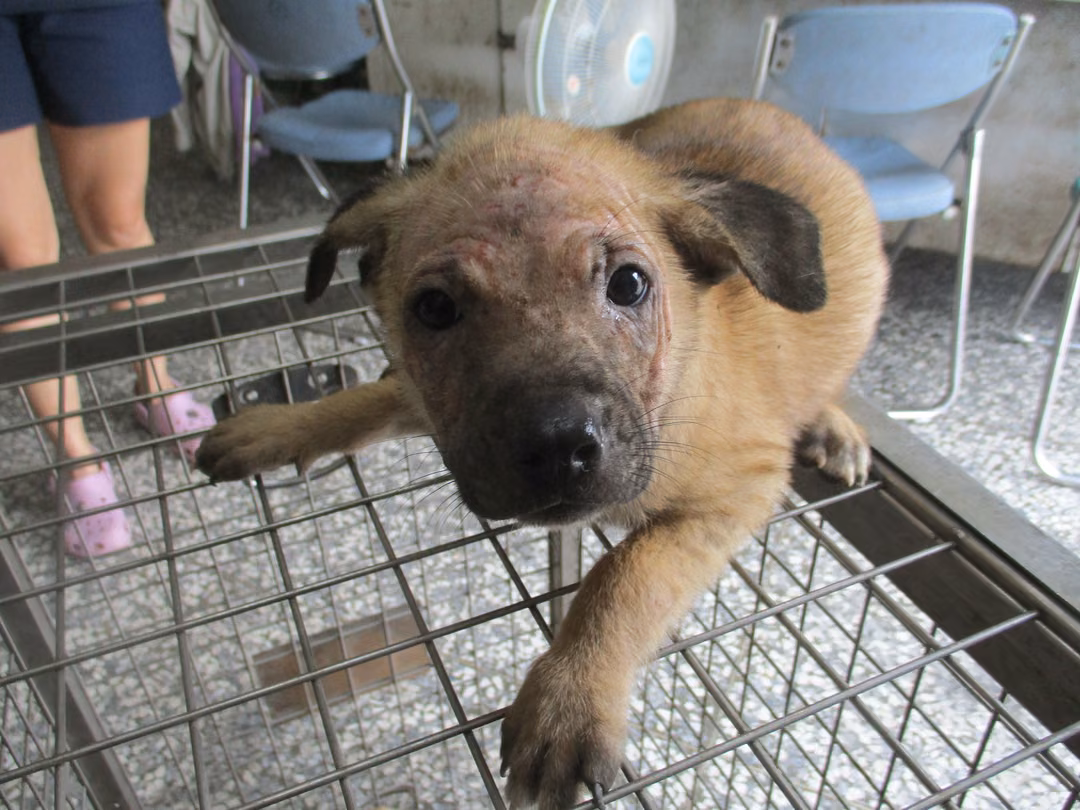 The dog, from the shelter's listing