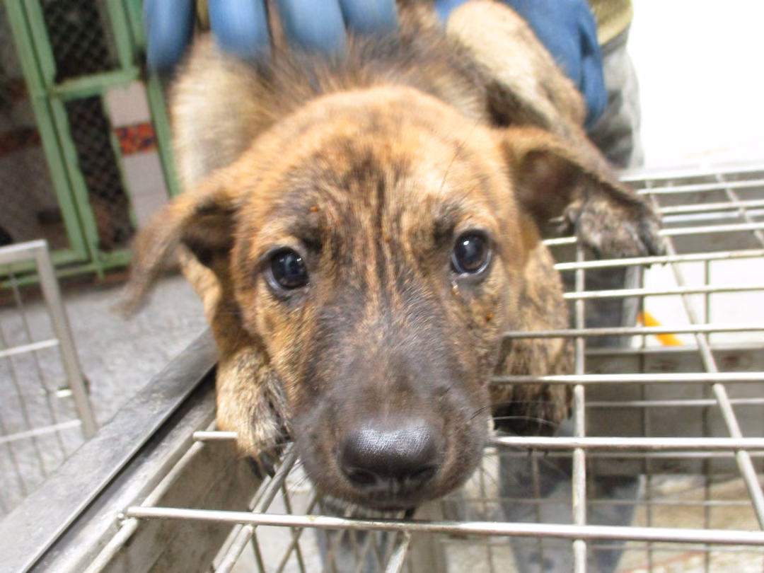 The dog, from the shelter's listing
