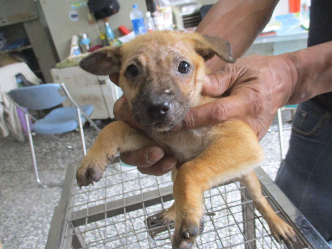 The dog, from the shelter's listing