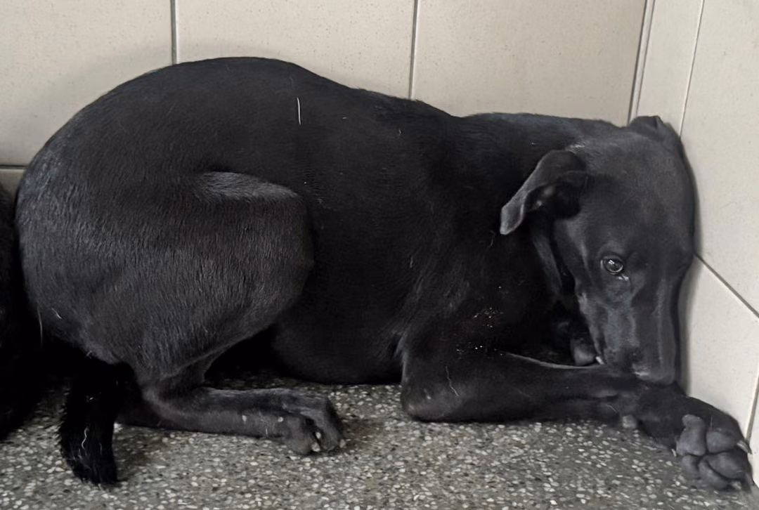 The dog, from the shelter's listing