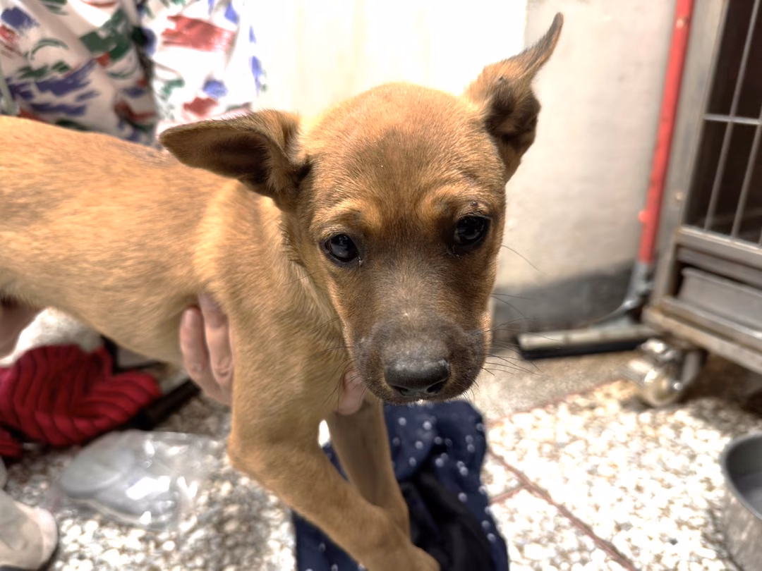 The dog, from the shelter's listing