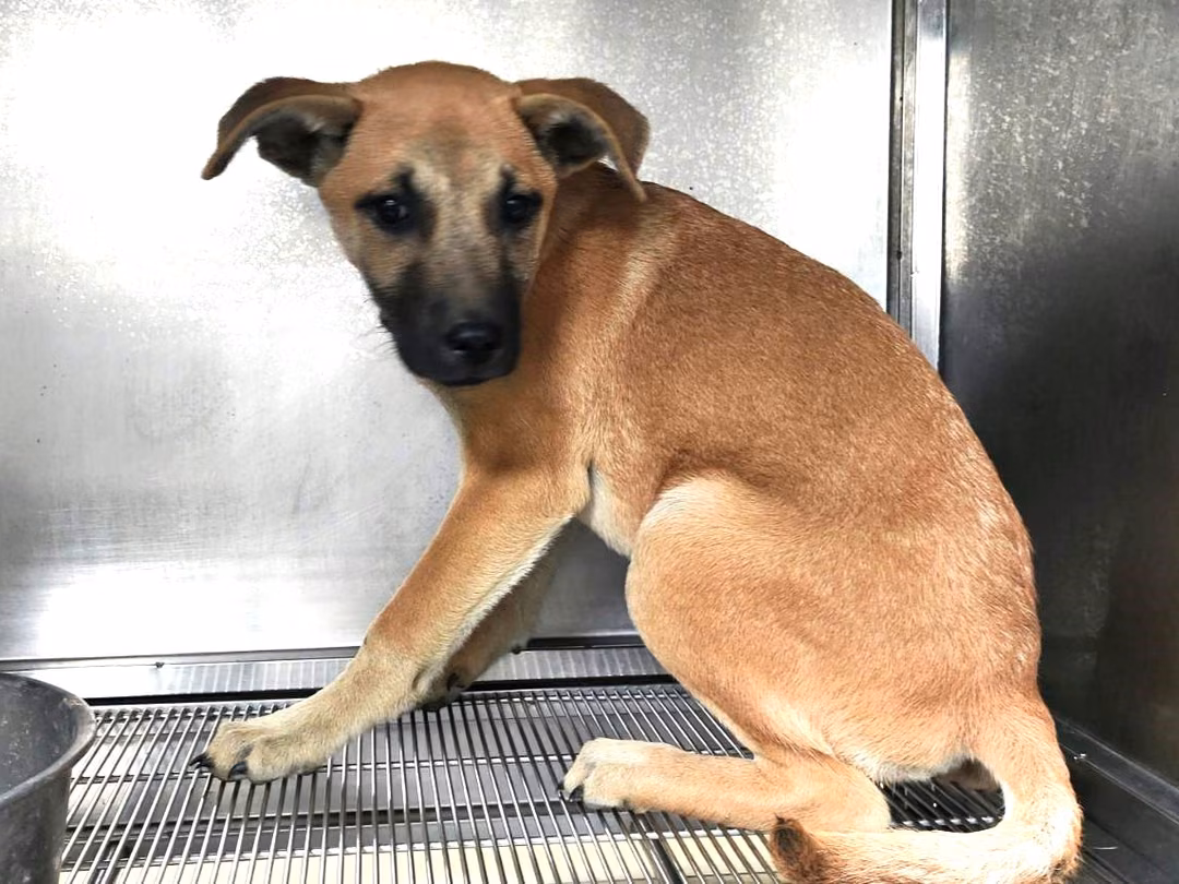 The dog, from the shelter's listing