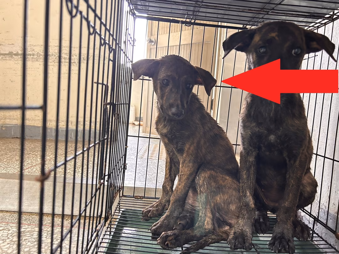 The dog, from the shelter's listing