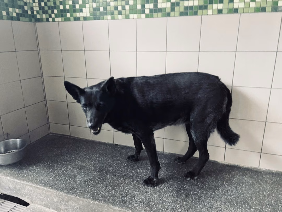 The dog, from the shelter's listing