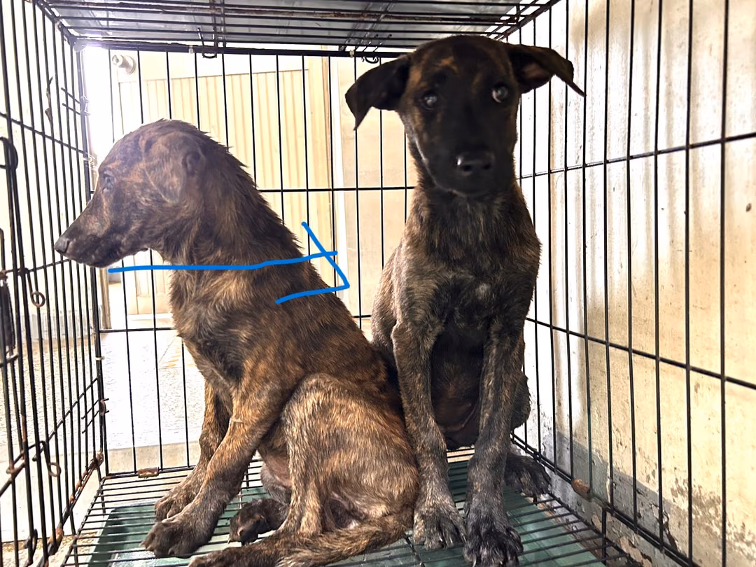 The dog, from the shelter's listing