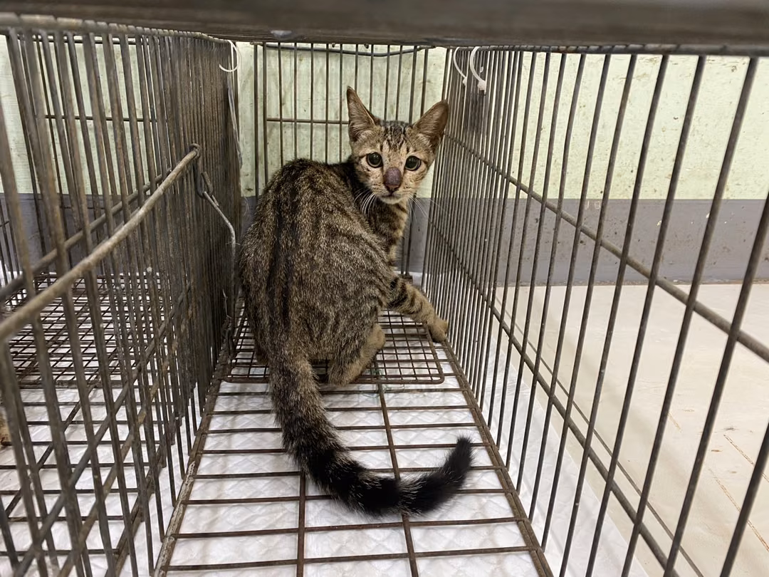 The cat, from the shelter's listing