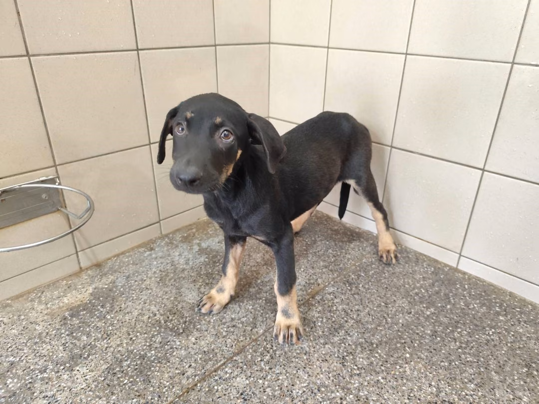 The dog, from the shelter's listing