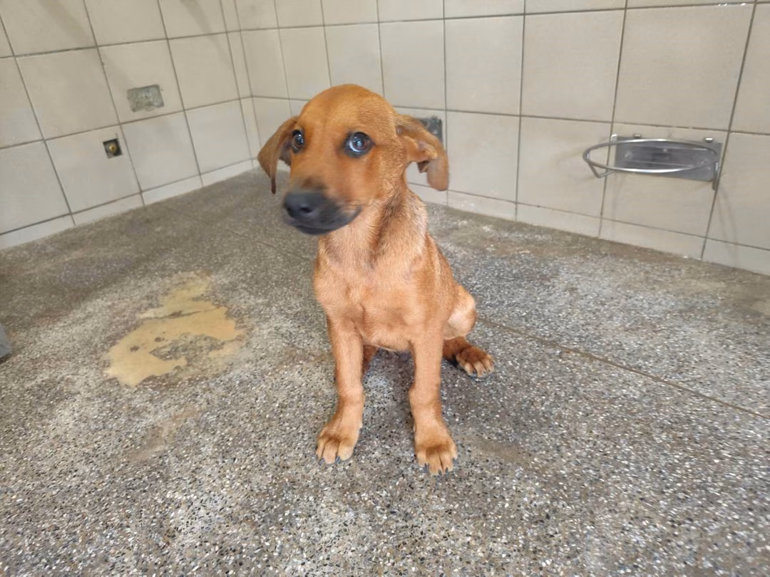 The dog, from the shelter's listing