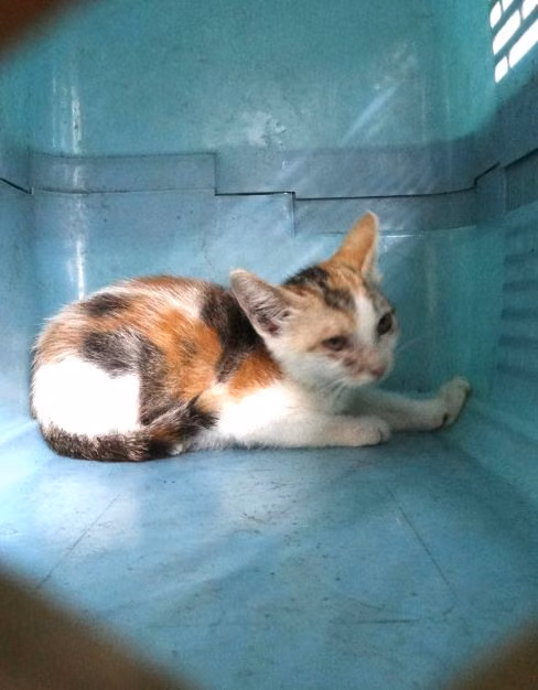 The cat, from the shelter's listing
