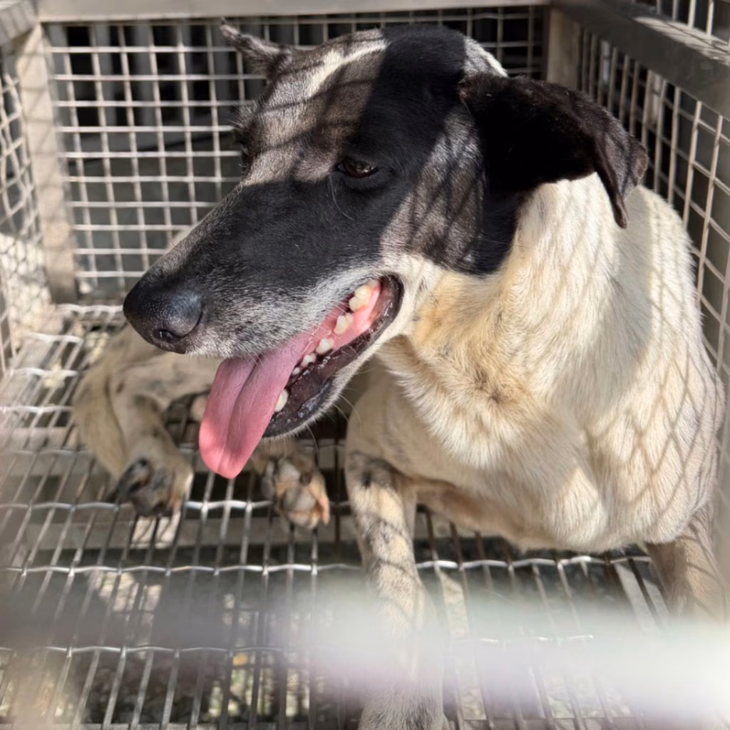 The dog, from the shelter's listing