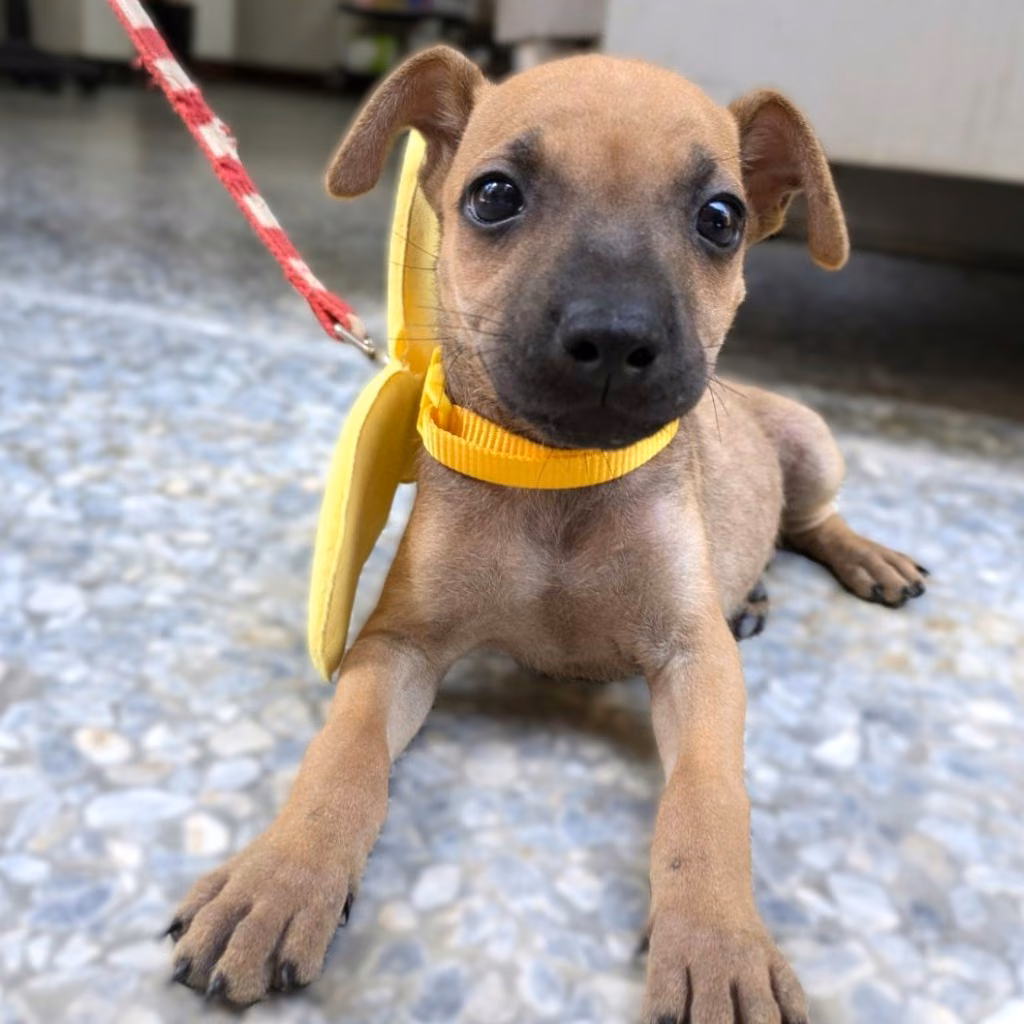 The dog, from the shelter's listing