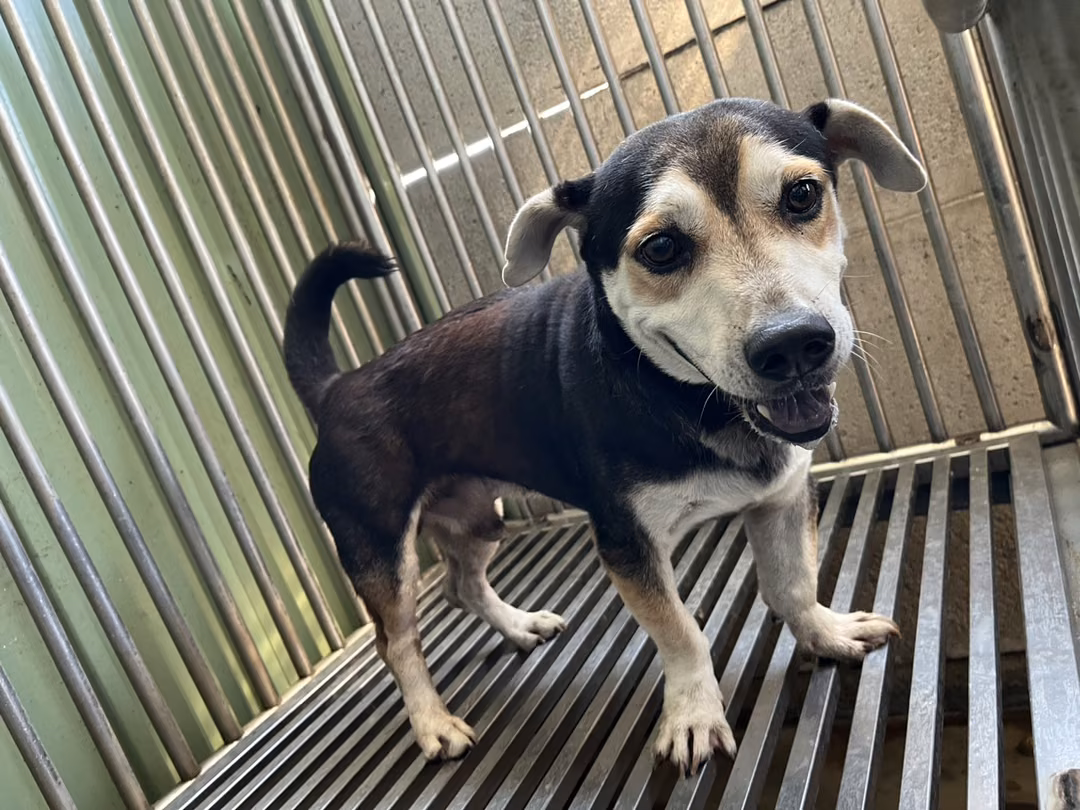 The dog, from the shelter's listing