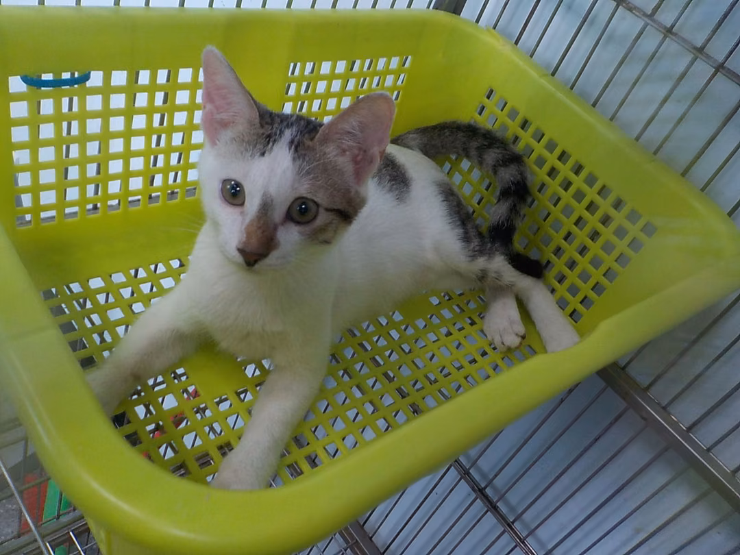 The cat, from the shelter's listing