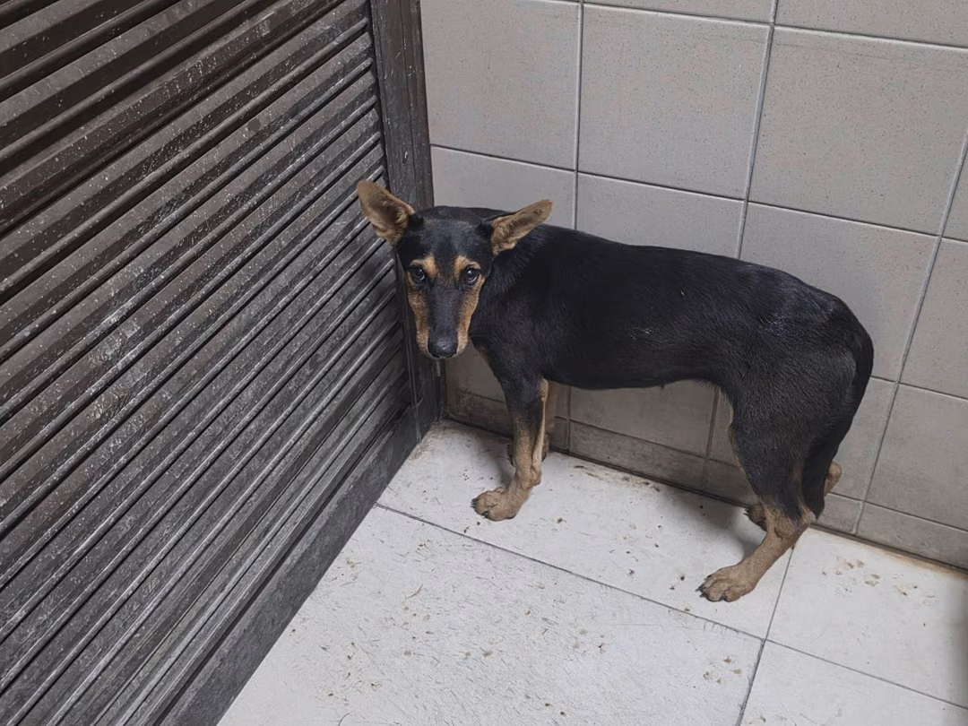The dog, from the shelter's listing