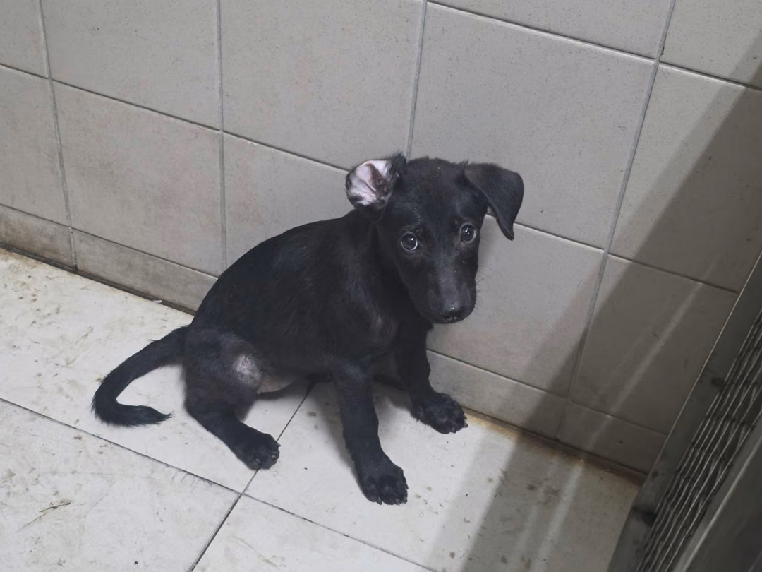 The dog, from the shelter's listing