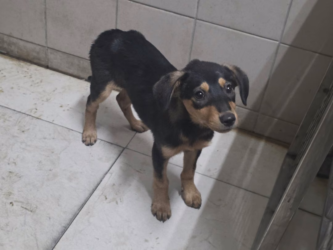 The dog, from the shelter's listing