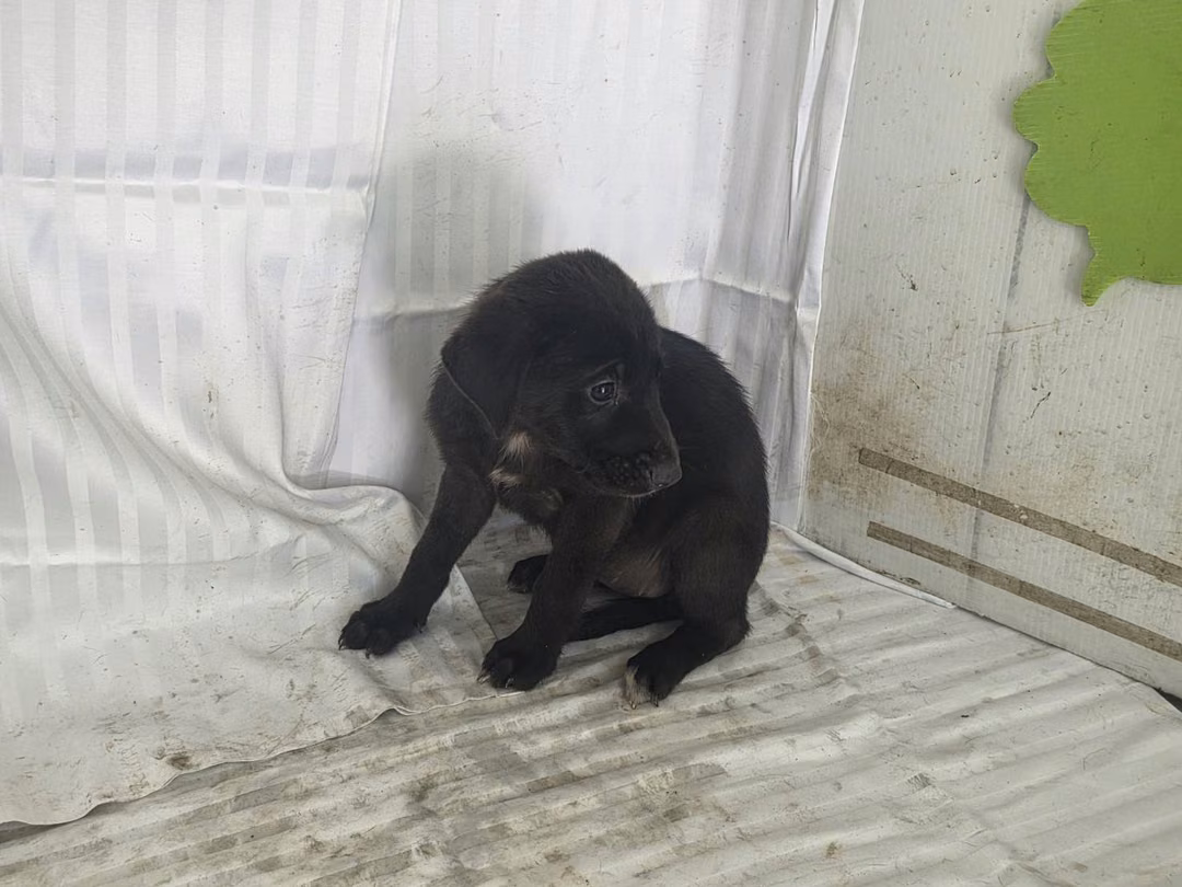 The dog, from the shelter's listing