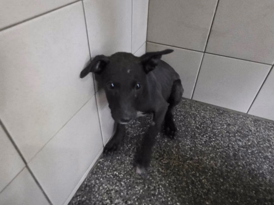 The dog, from the shelter's listing