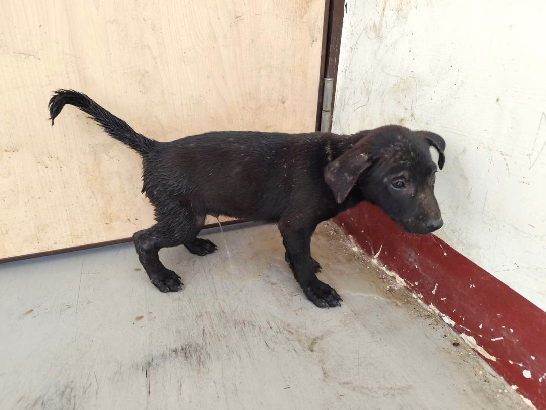 The dog, from the shelter's listing