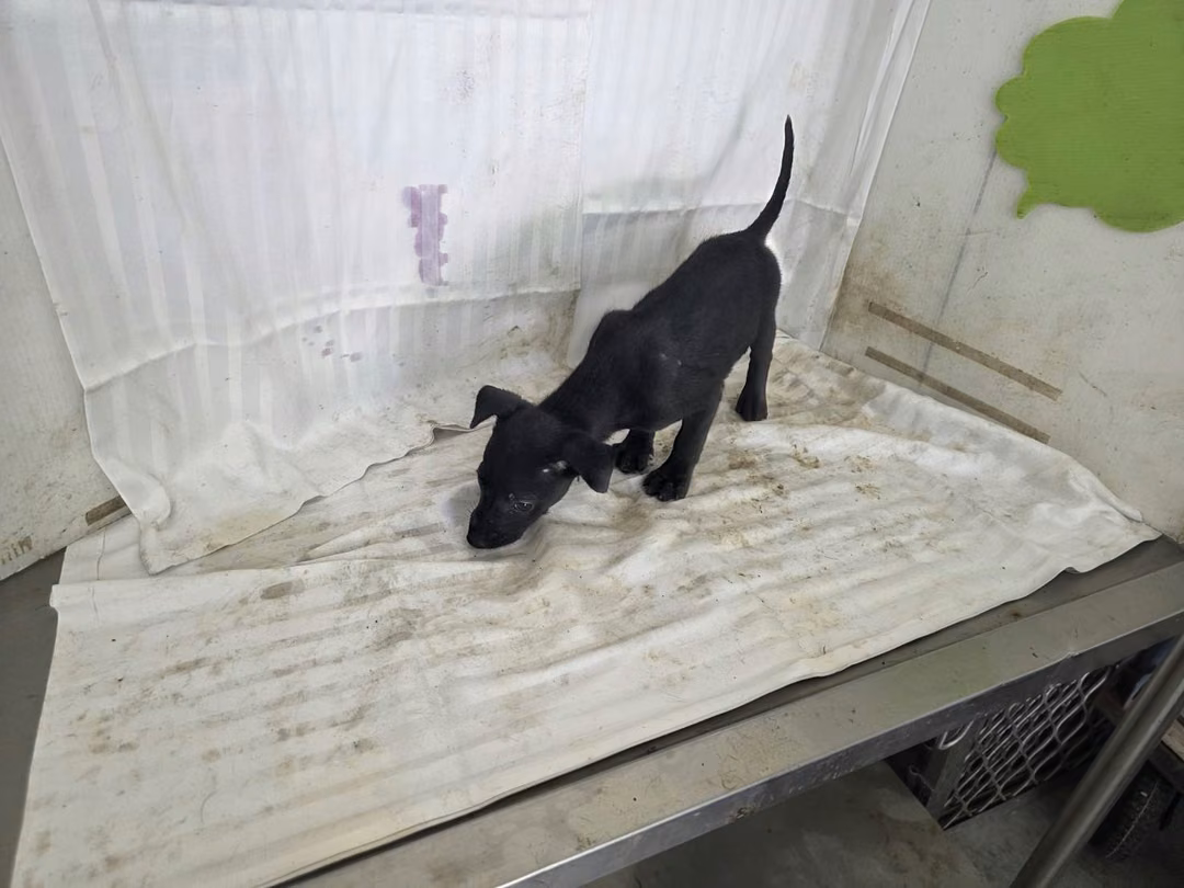 The dog, from the shelter's listing