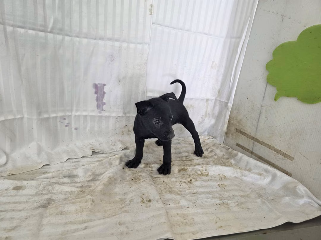 The dog, from the shelter's listing