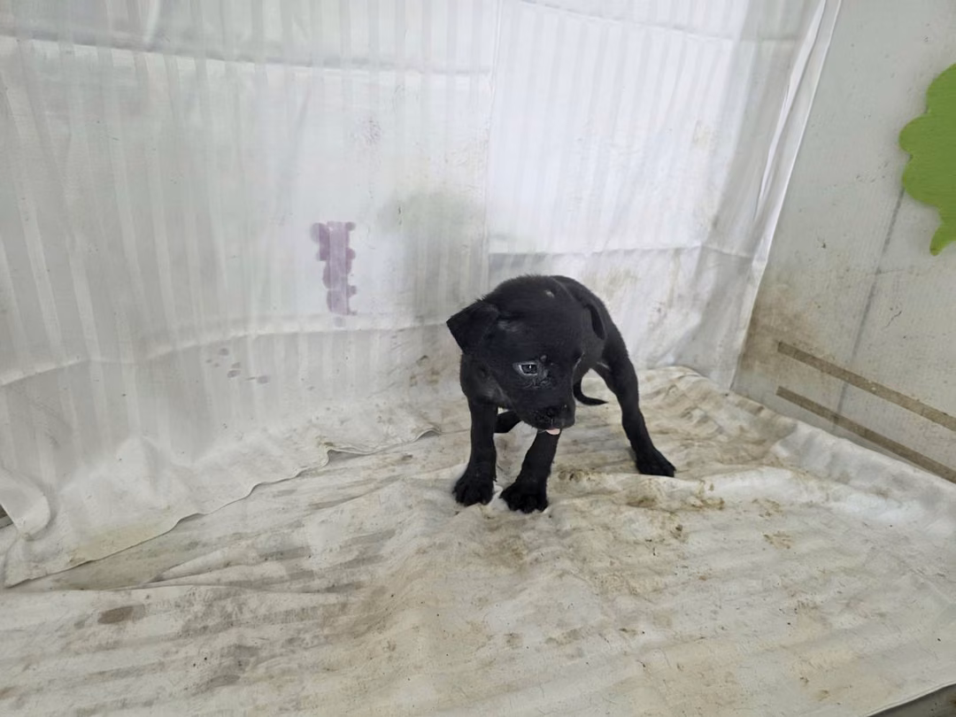 The dog, from the shelter's listing