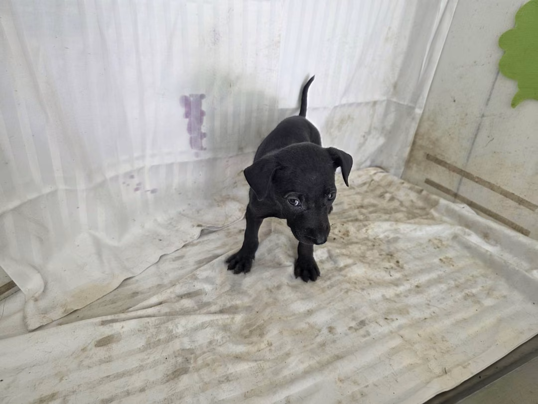 The dog, from the shelter's listing
