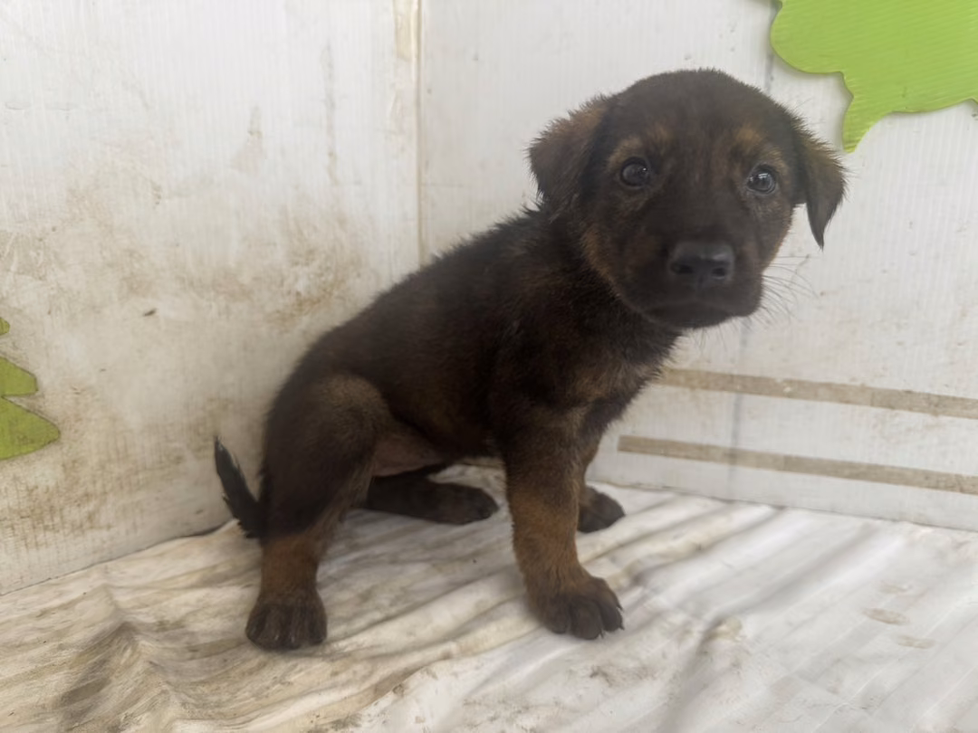 The dog, from the shelter's listing
