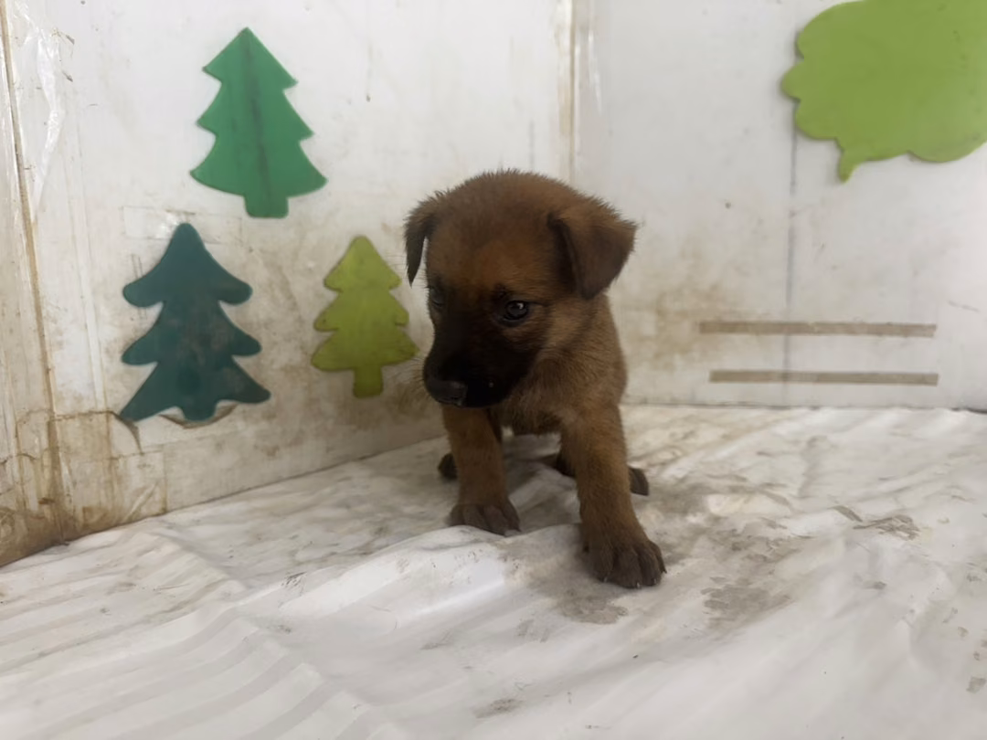 The dog, from the shelter's listing