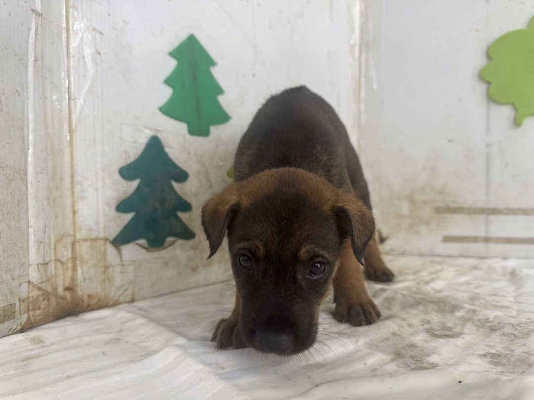The dog, from the shelter's listing