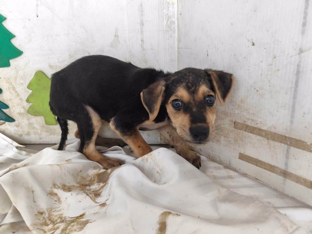 The dog, from the shelter's listing