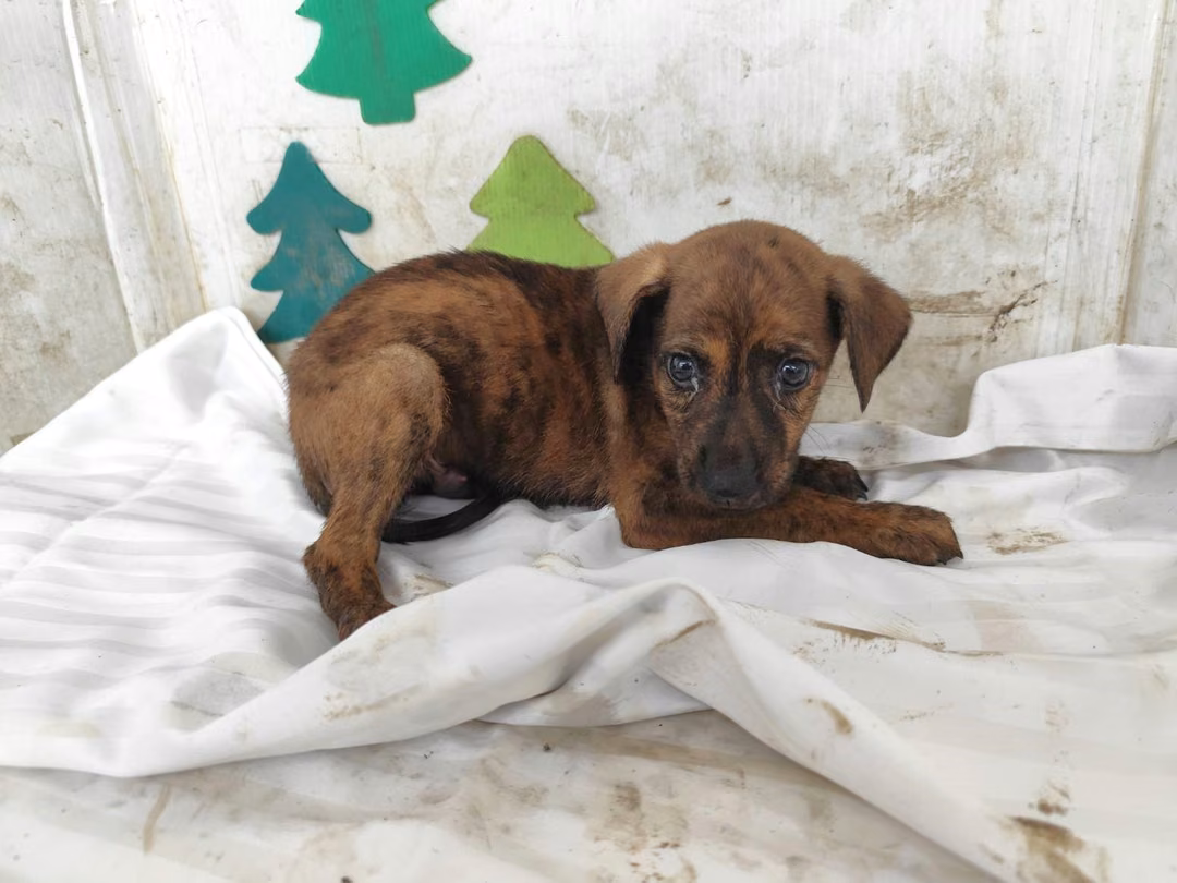 The dog, from the shelter's listing