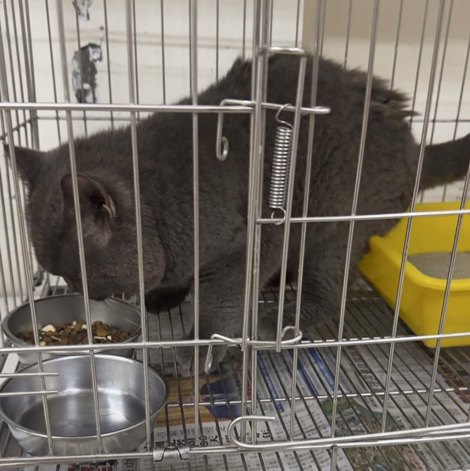 The cat, from the shelter's listing