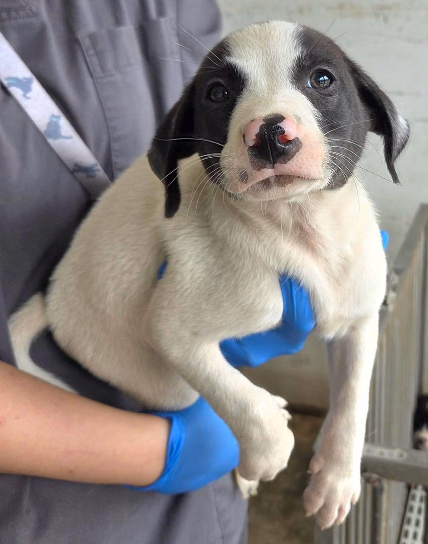The dog, from the shelter's listing