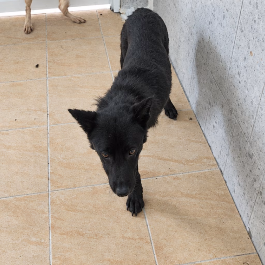 The dog, from the shelter's listing